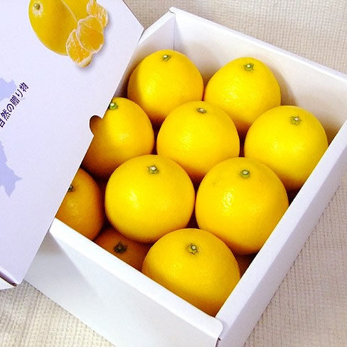 厳選！小夏| 土佐えいもん広場